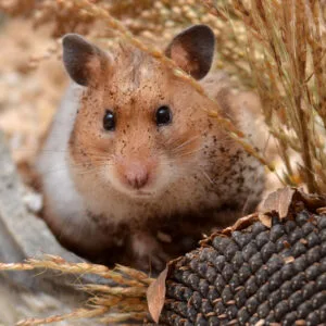 Goldhamster