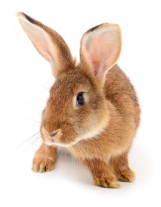 Small brown rabbit isolated on white background.